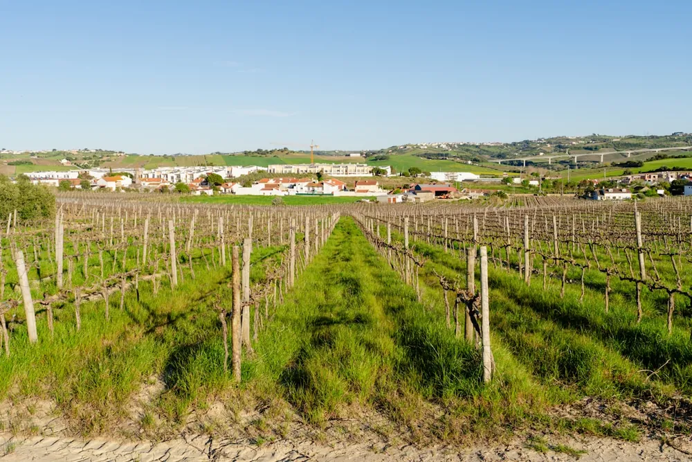 Vinhedos da Vinícola Bacalhôa, em Azeitão